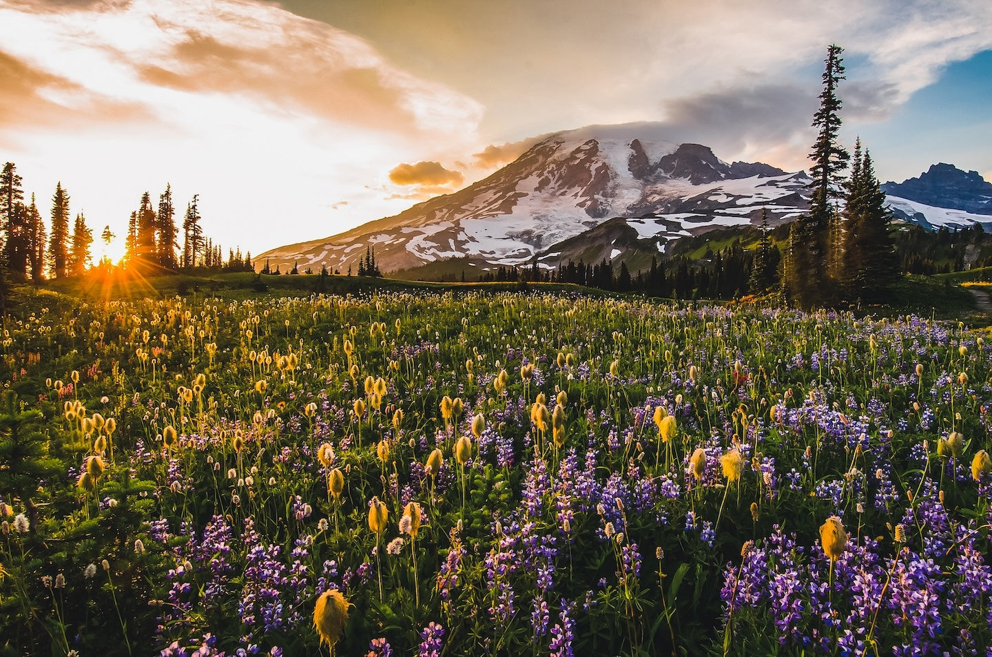 Mountain Sunrise Meadow of Flowers Healthy Dog treats and food